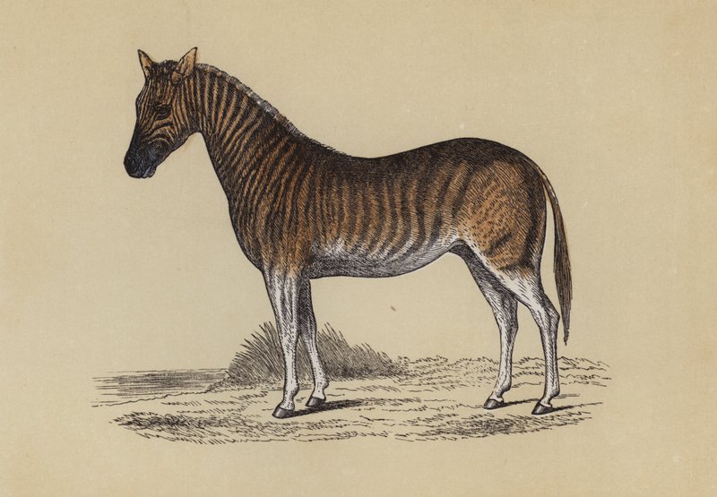 Quagga (farve litho) af English School