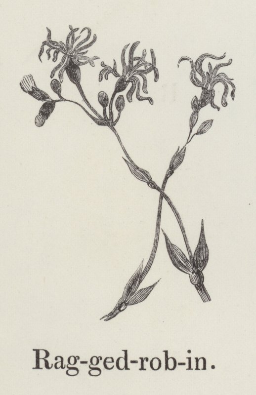 Ragged Robin (gravering) af English School