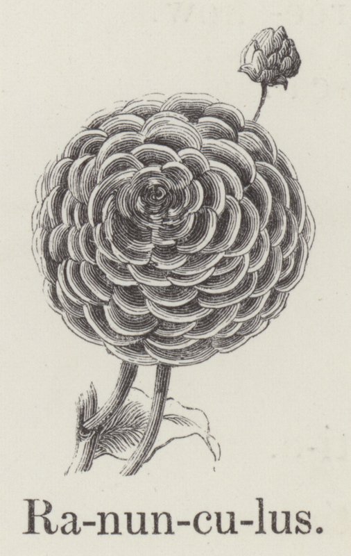 Ranunculus (gravering) af English School