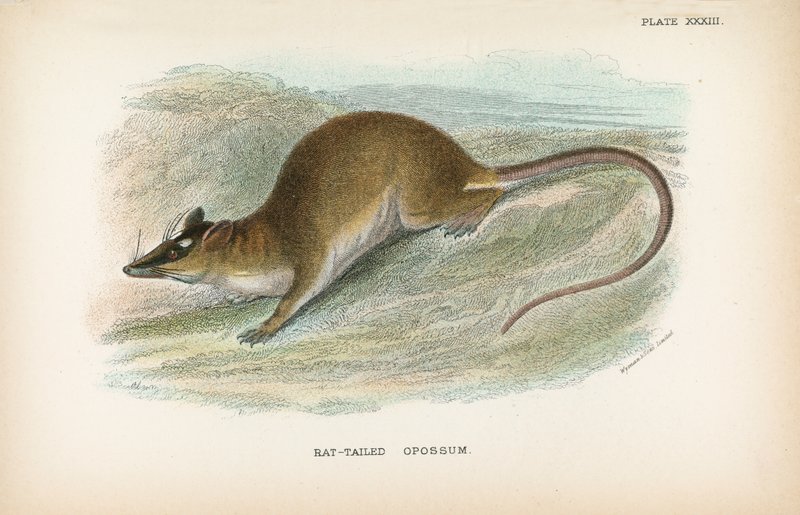 Rottehalet Opossum af English School