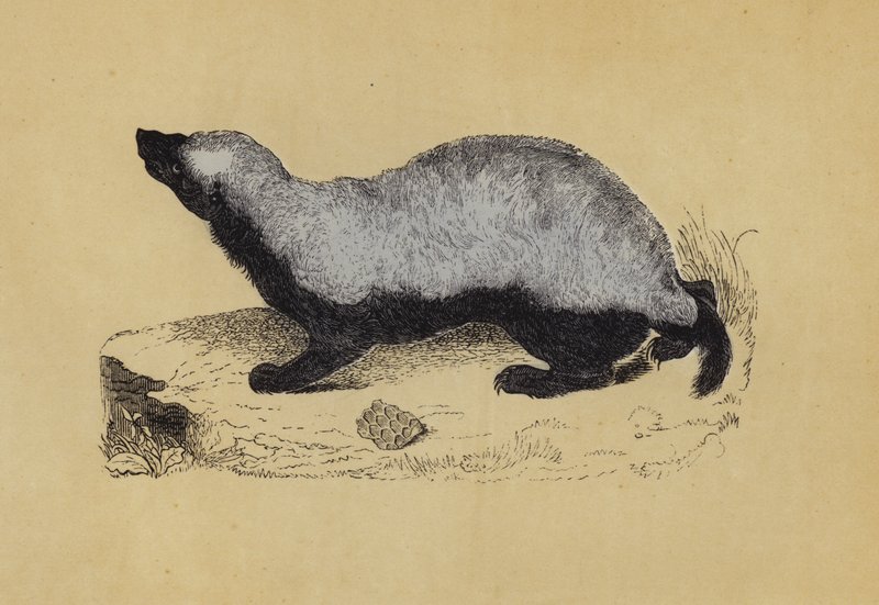 Ratel (farvelitografi) af English School