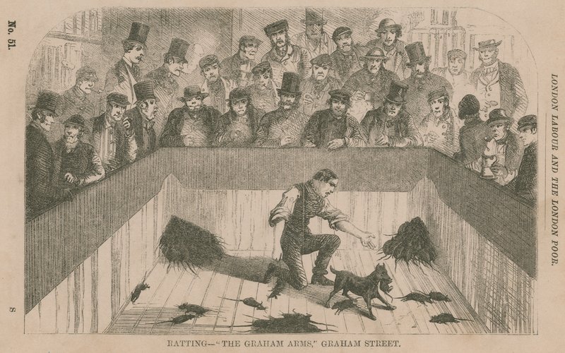 Ratting ved Graham Arms, Graham Street, London af English School