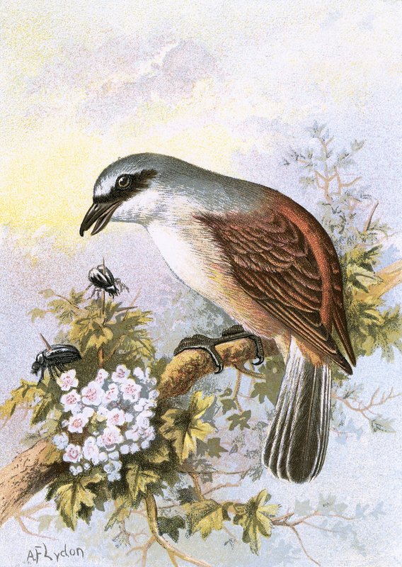 Rødrygget Shrike af English School