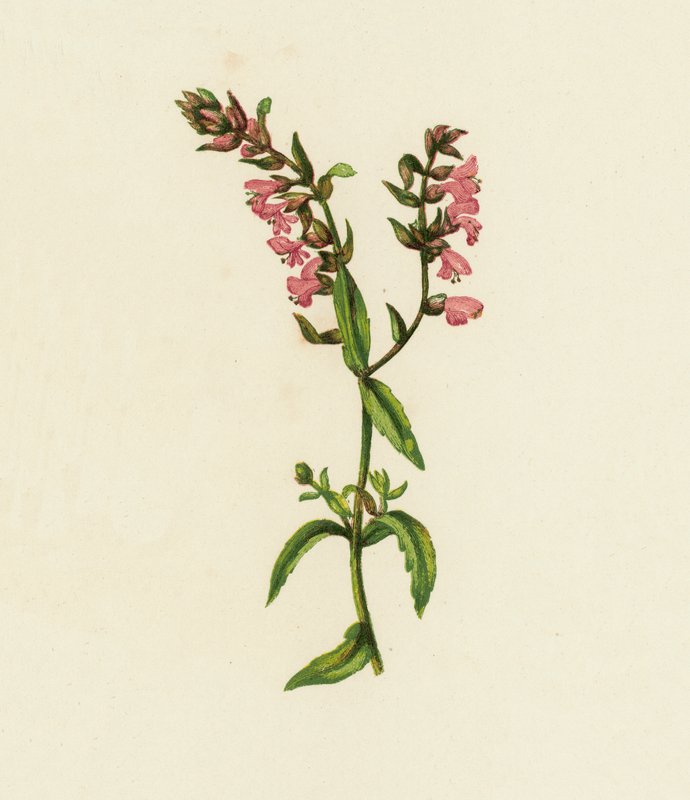 Rød Bartsia, Bartsia odontites (farvelitografi) af English School
