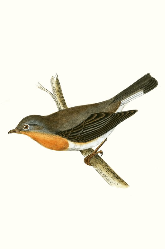 Red Breasted Fluesnapper, illustration fra 