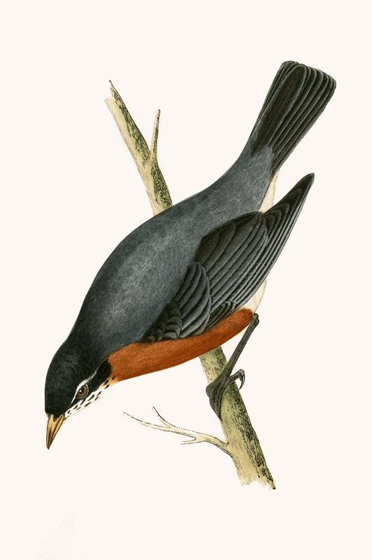 Red Breasted Thrush, illustration fra 