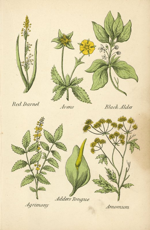 Rød Darnel, Avens, Sort Alder, Agrimony, Adders Tongue, Amomum (farvelitografi) af English School