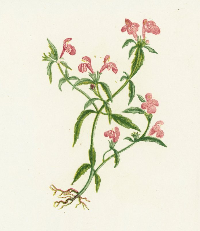Rød hampe-nælde, Galeopsis Ladanum af English School