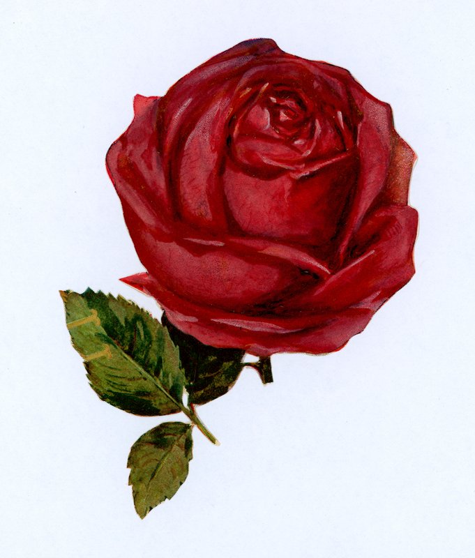 rød rose af English School