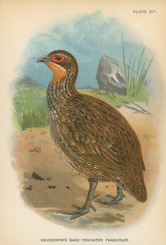 Reichenows barhalsede Francolin af English School