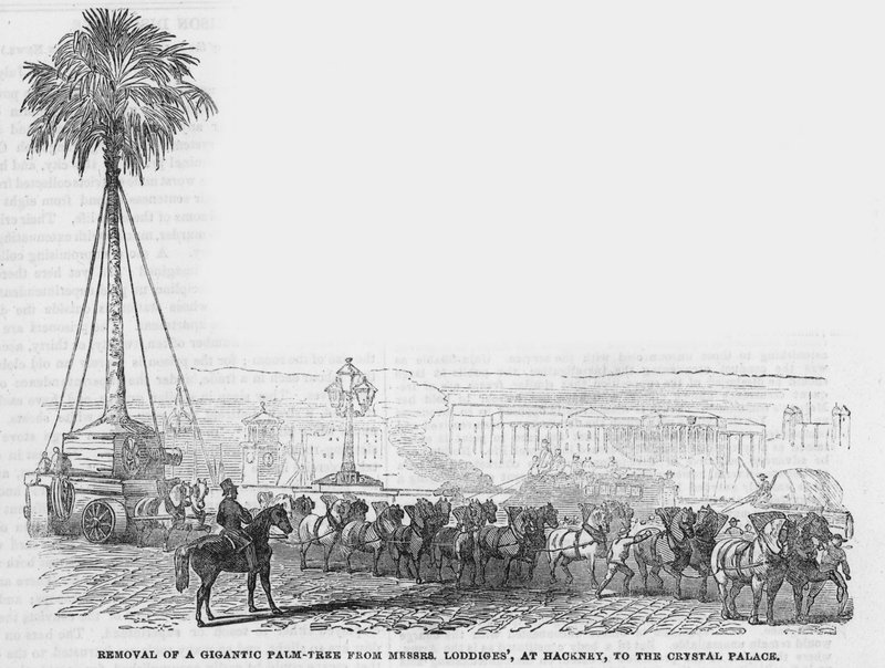 Fjernelse af et gigantisk palmetræ fra Mrs Loddiges ved Hackney til Crystal Palace af English School