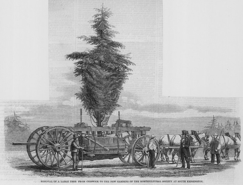 Fjernelse af et stort træ fra Chiswick til de nye haver i Horticultural Society i South Kensington af English School