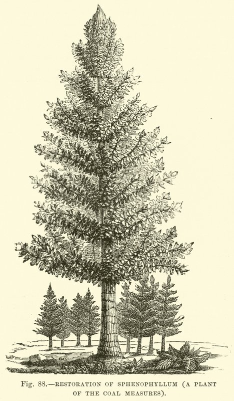 Restoration of Sphenophyllum, a plant of the Coal Measures  af English School