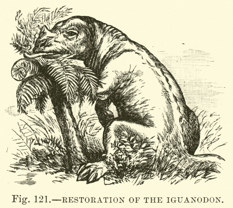 Restoration of the Iguanodon  af English School