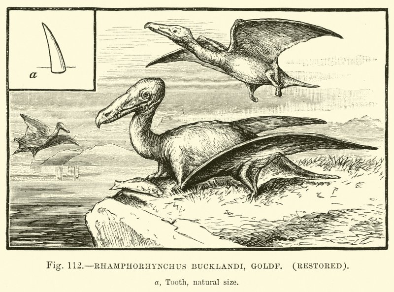 Rhamphorhynchus Bucklandi, Goldf, restored  af English School