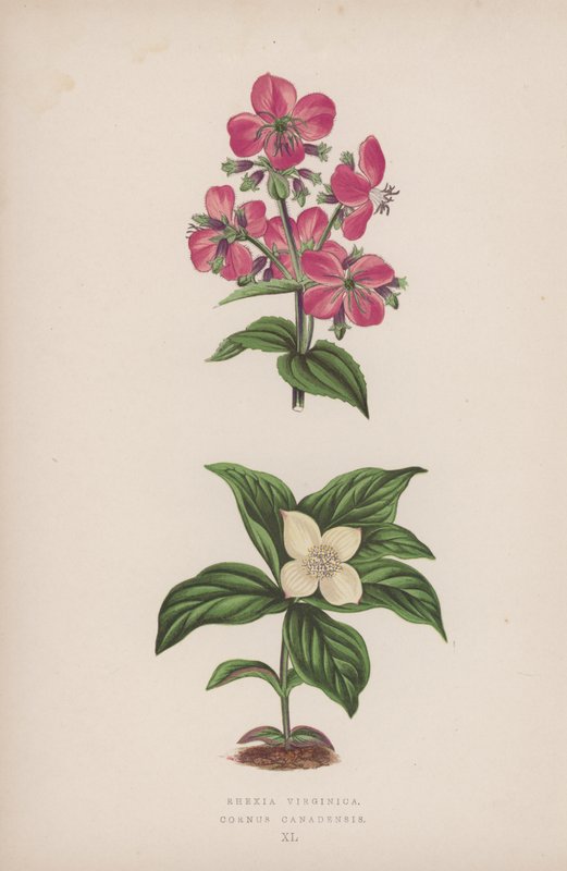 Rhexia Virginica; Cornus Canadensis (farvelitografi) af English School