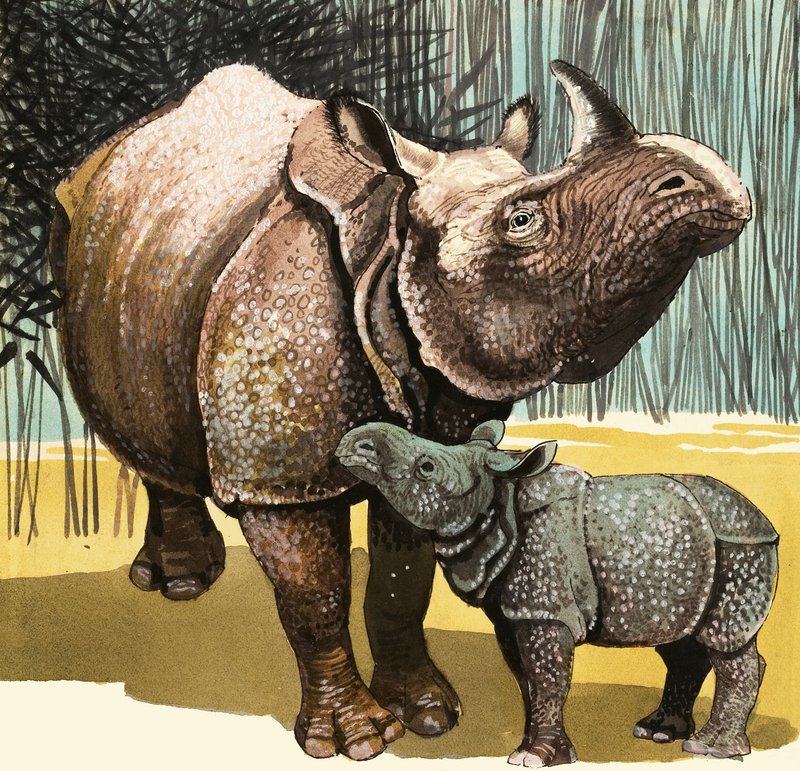 Rhinoceros og baby næsehorn af English School