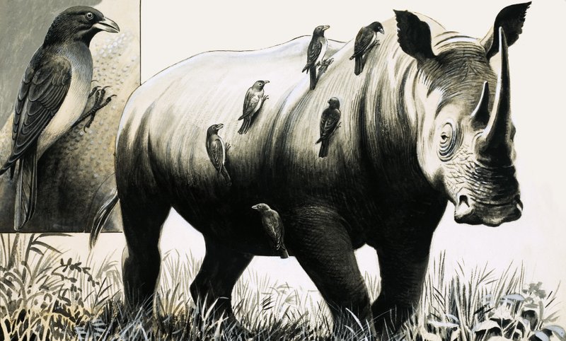 Næsehorn og oxpecker-fugl af English School
