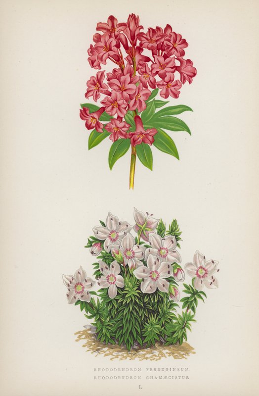 Rhododendron Ferrugineum; Rhododendron Chamaecistus (farvelitografi) af English School