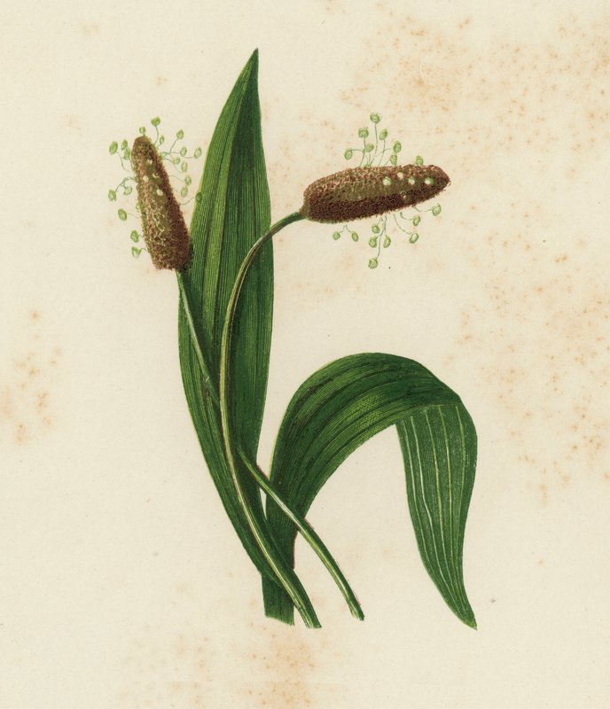Ribwort Plantain, Plantago Lanceolata (farve litho) af English School