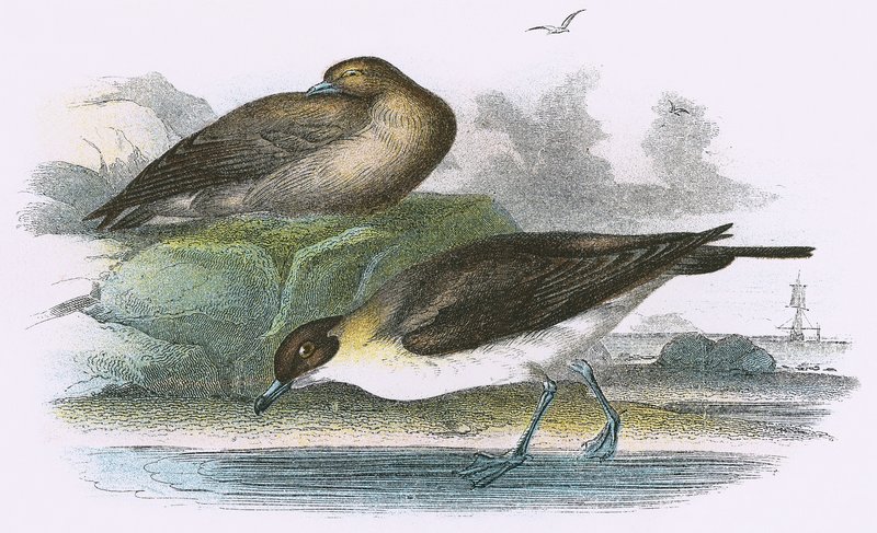 Richardsons Skua af English School