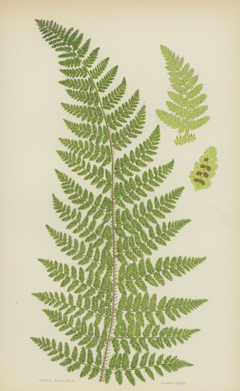 Rigid Lastrea (farve litho) af English School