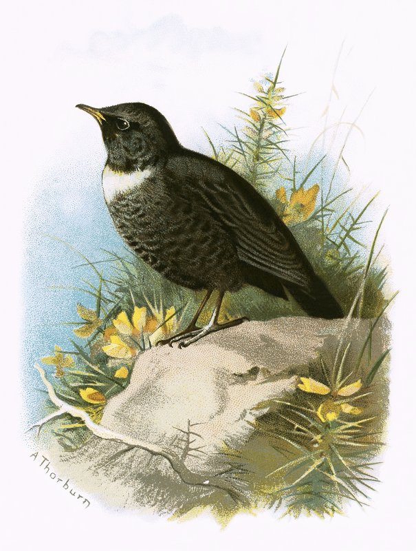 Ring Ouzel af English School