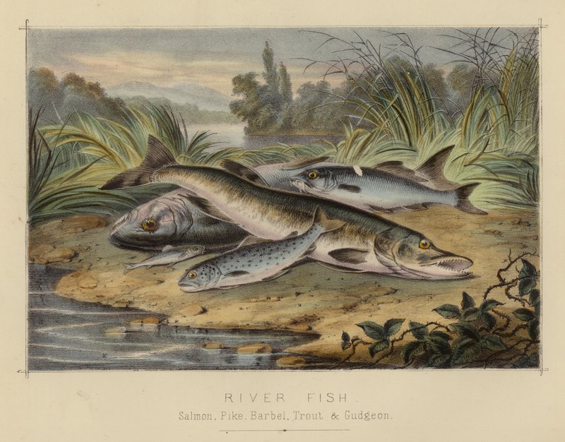 River Fish (farve litho) af English School
