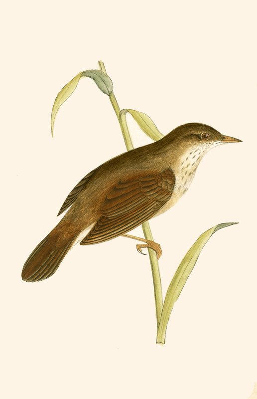 River Warbler, illustration fra 