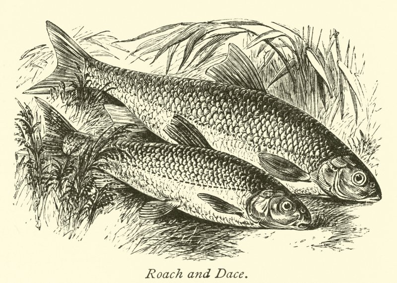 Roach og Dace af English School