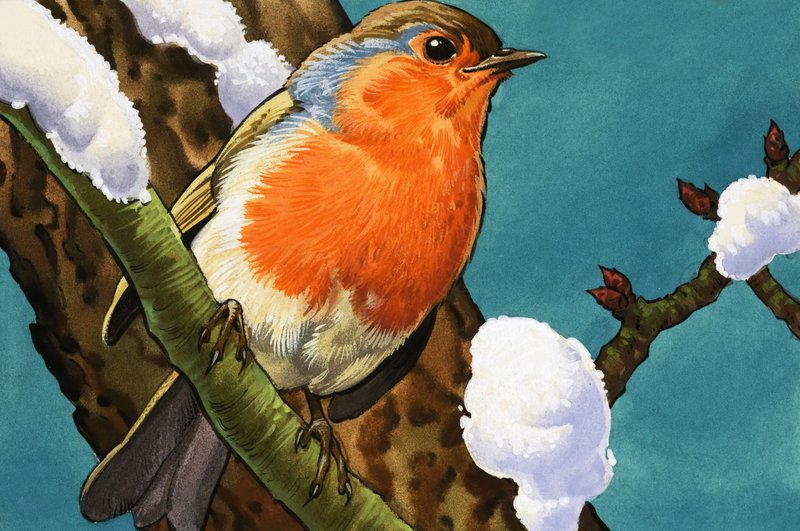 Robin af English School