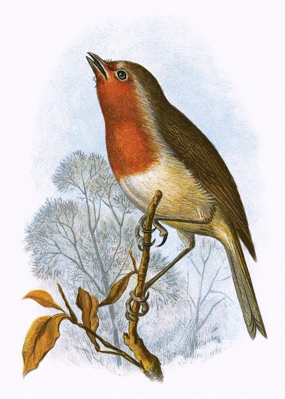 Robin af English School