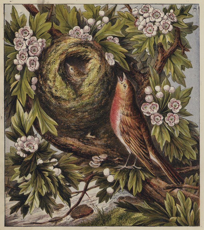 Robins julesang (farve litho) af English School