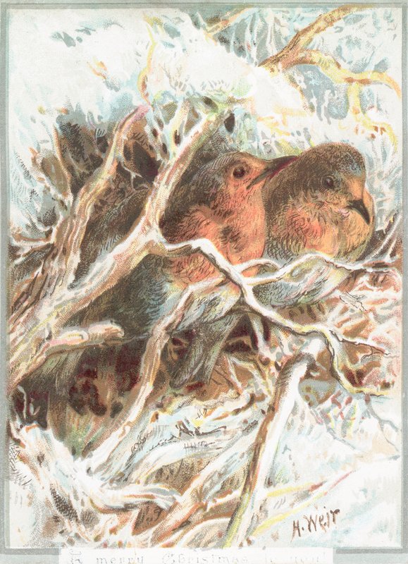 Robins sidder på gren, julekort af English School