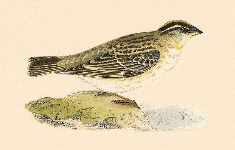 Rock Sparrow, illustration fra 