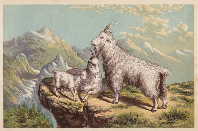 Rocky Mountain Goat, Aplocerus Montanus (farvelitografi) af English School
