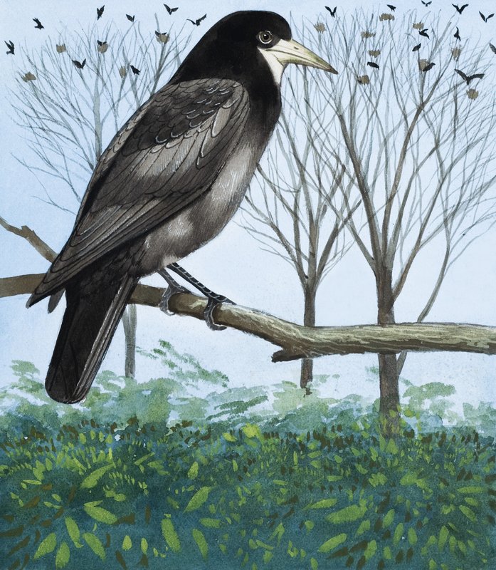 Rook af English School