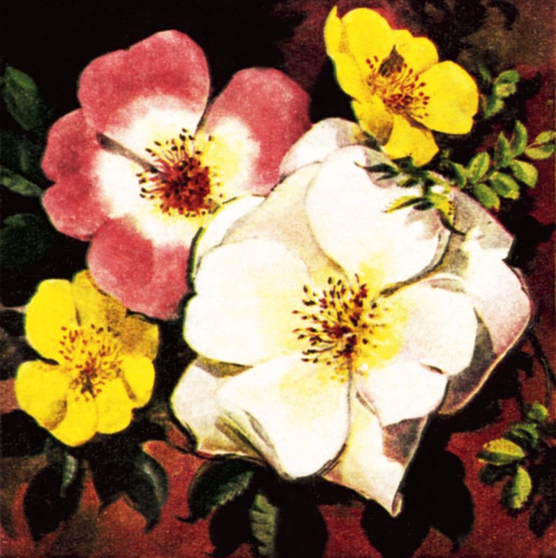 Rose af English School