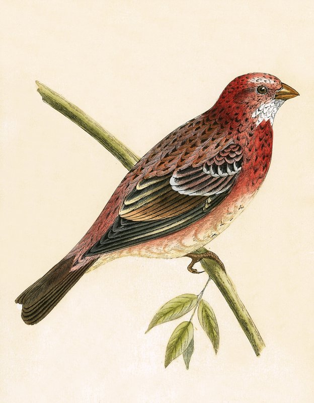 Rosy Bullfinch, illustration fra 