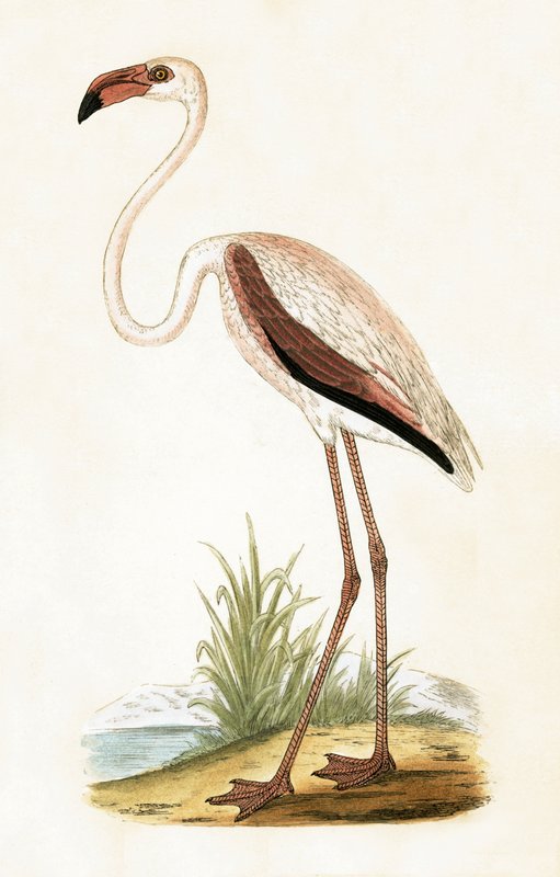 Rosy Flamingo, illustration fra 