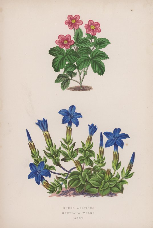 Rubus Arcticus; Gentiana Verna (farve litho) af English School