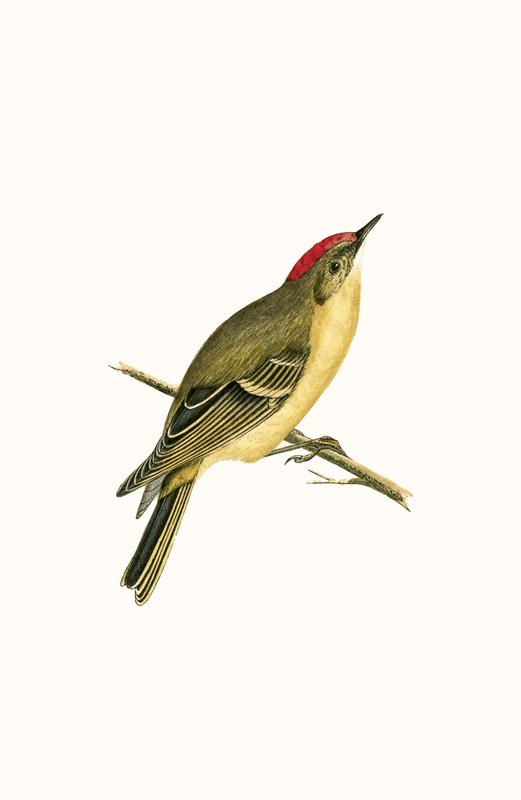 Ruby Crowned Kinglet, illustration fra 