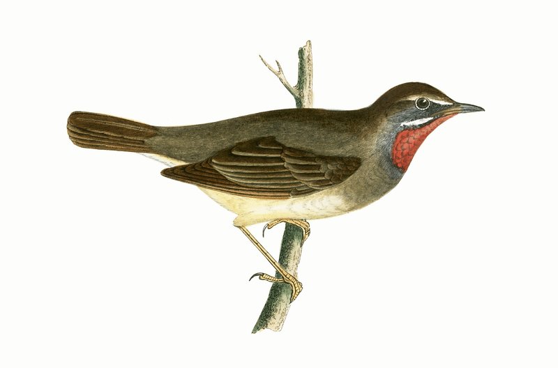 Ruby Throated Warbler, illustration fra "A History of the Birds of Europe Not Observed in the British Isles" af Charles Robert Bree (1811-86), udgivet i 1867 af English School