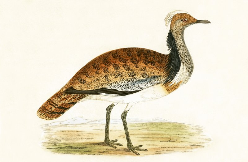 Ruffed Bustard, illustration fra 