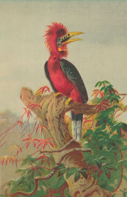 Rødhalset næsehornsfugl (Buceros nipalensis) af English School