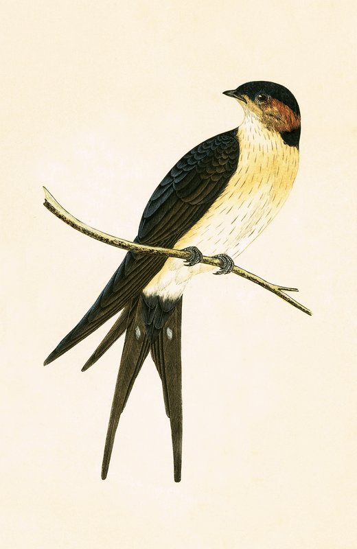 Rufous Swallow, illustration fra 