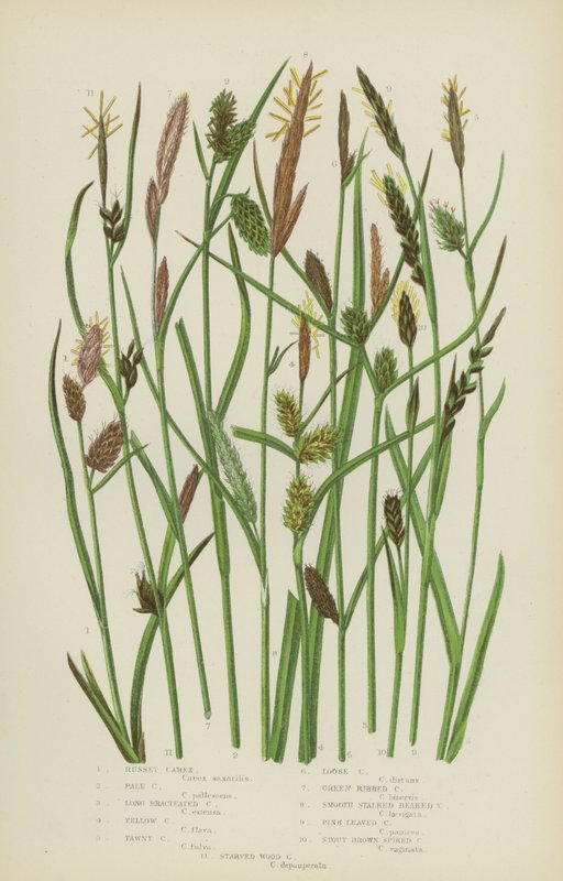 Russet Carex, Pale Carex, Long Bracteated Carex, Yellow Carex, Tawny Carex, Loose Carex (farve litho) af English School