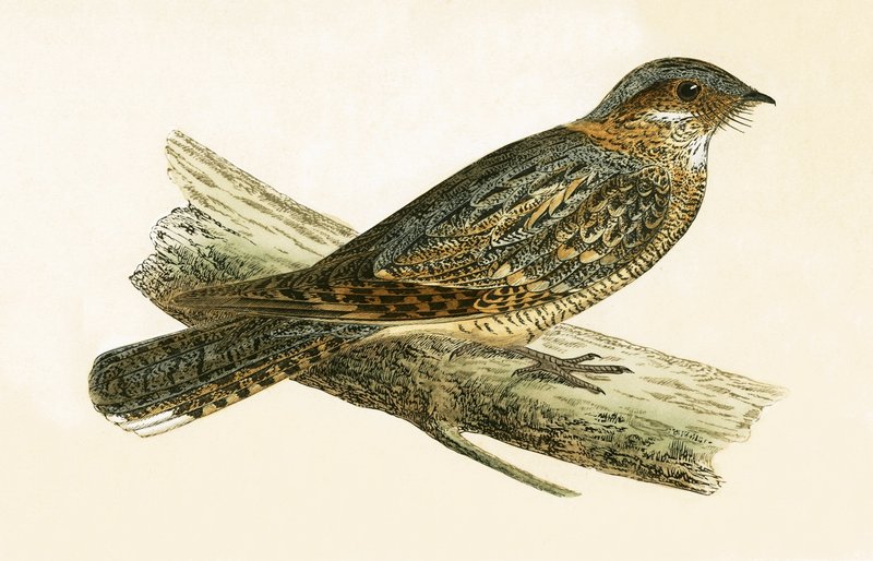Russet Necked Nightjar, illustration fra 
