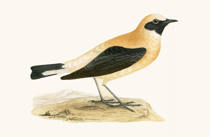 Russet Wheatear, illustration fra 