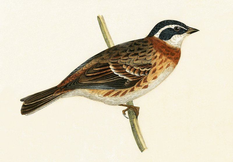 Rustic Bunting, illustration fra 